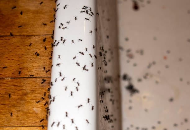 Best Mosquito Control Services  in Ortonville, MN