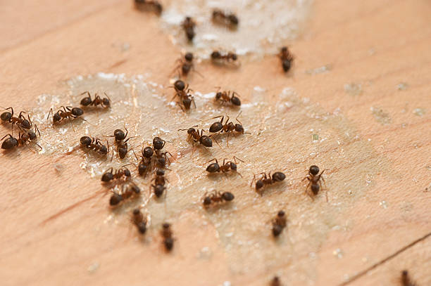 Best Emergency Pest Control  in Ortonville, MN